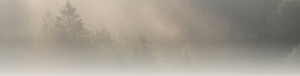 Mist drifting through a quiet forest at sunrise