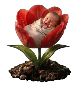 Newborn baby resting in the petals of a red tulip